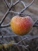Apfel im Winter.jpg